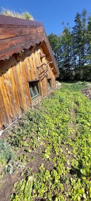 Chalet Boruvka - Biofarma Na Samote V Lesich Benesov  Экстерьер фото